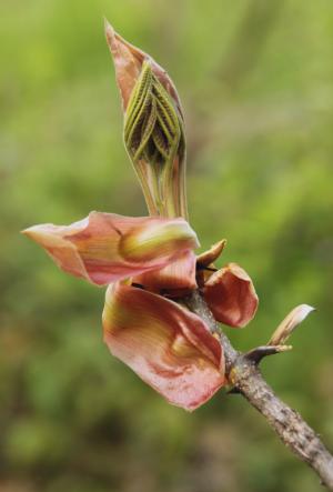 Competition entry: Hickory Bud