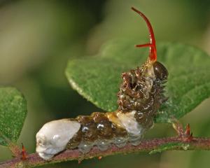 Competition entry: Defensive Display