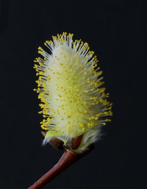 Competition entry: Signs of Spring