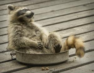 Competition entry: I am so full