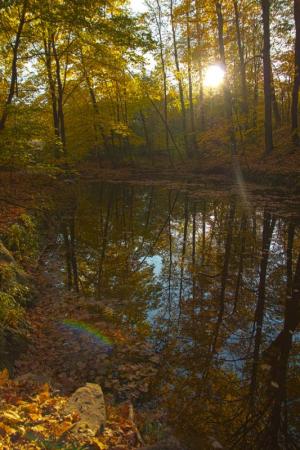 Competition entry: Pewit's Nest HDR