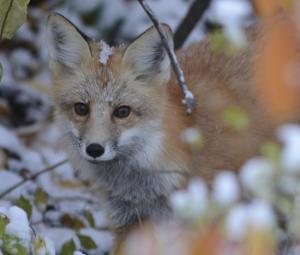 Competition entry: Fox 21X1