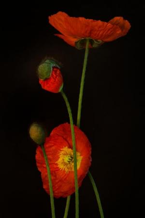 Competition entry: Odyssey