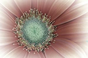 Competition entry: Vintage Gerber Daisy