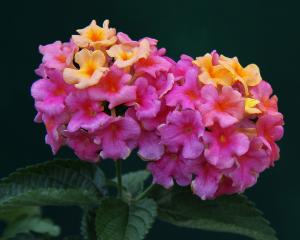 Competition entry: Just a little bit of Yellow