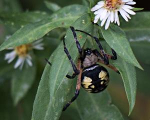 Competition entry: Along Came a Spider