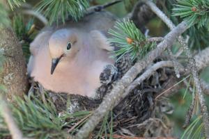 Competition entry: Guarding Her Nest