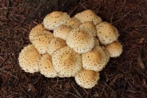 Competition entry: Mushrooms