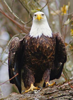 Competition entry: Ready to Fly