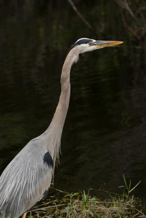 Competition entry: Great Blue