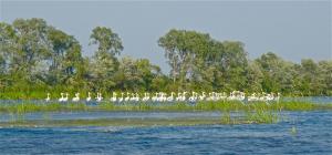 Competition entry: Pelicans in the Mississippi