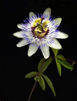 Competition entry: Passion Flower #4