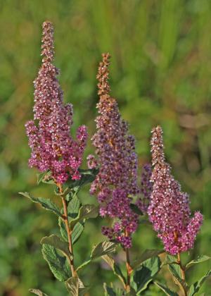 Competition entry: Refuge Wild Flowers