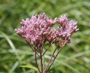 Competition entry: Wild Dusty Pink