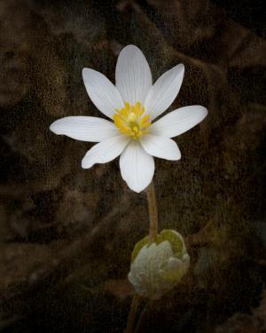 Competition entry: Bloodroot