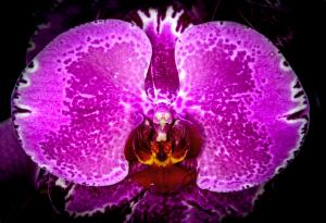 Competition entry: See the Bird?