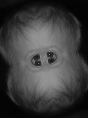 Competition entry: Four eyes