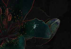 Competition entry: Flower And Bug