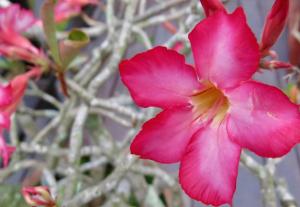 Competition entry: RED