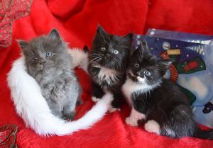 Competition entry: Christmas Darlings