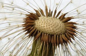 Competition entry: Dandelion 