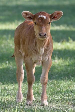 Competition entry: Little Texas Red