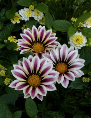 Competition entry: PRETTY IN THREES