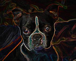 Competition entry: Cuteness Electrified!