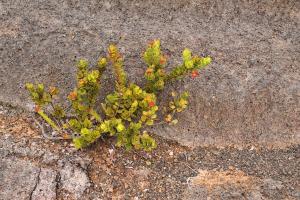 Competition entry: Lava Life