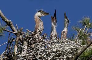 Competition entry: "I Have Something To Say About That!"