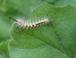 Competition entry: Caterpillar #2