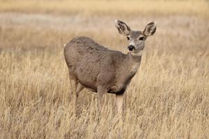 Competition entry: Colorado Muledeer
