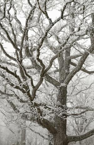 Competition entry: Frosty Oak