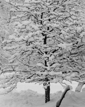 Competition entry: Winter Art