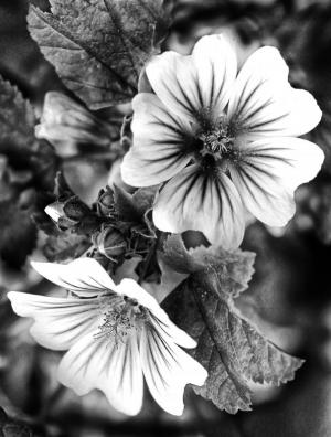 Competition entry: Geranium