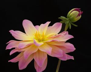 Competition entry: Pink Perfection