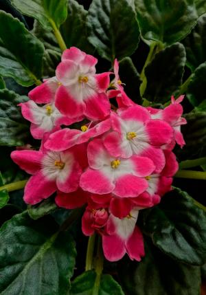 Competition entry: PRETTY IN PINK