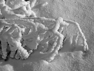 Competition entry: Heavy with Snow