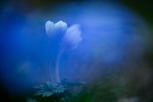 Competition entry: Rapsody in Blue