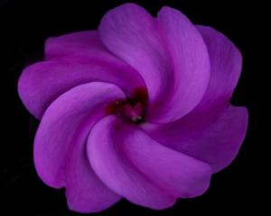 Competition entry: Girly Swirly!