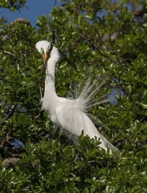 Competition entry: Found Stick - Taking It To My Nest