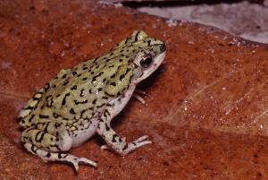 Western Green Toad
