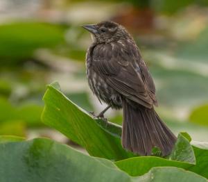 Competition entry: Song Sparrow