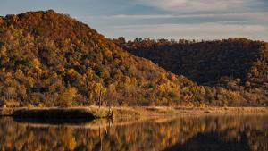 Competition entry: Coulee Leaves