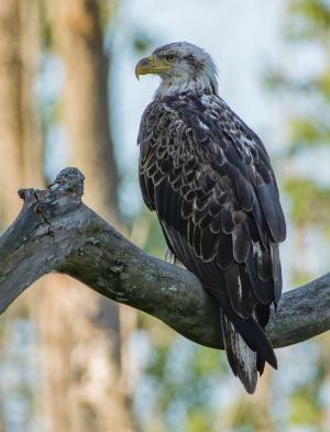 Bald Eagle Perched on Branch