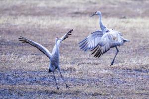 Sandhill cranes dancing in the early morning light