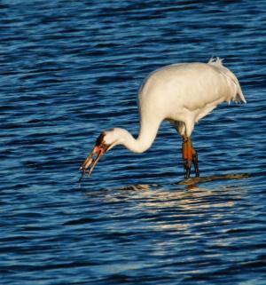 Competition entry: Whooping Crane With Fish It Captured