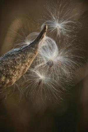 Competition entry: Wisps in the Wind