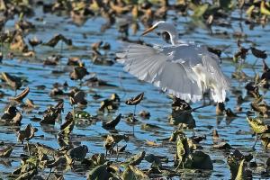 Competition entry: Taking Off