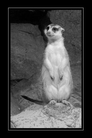 Competition entry: Soldier on Duty